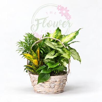 Basket of assorted green houseplants with variegated leaves