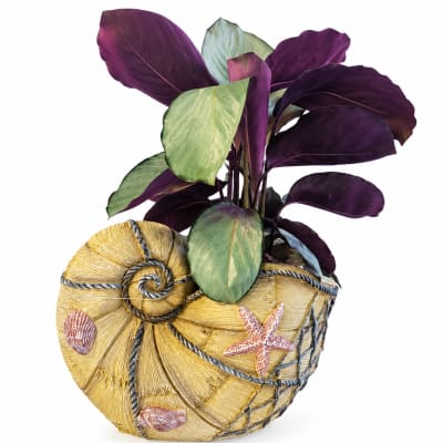 Coastal Treasure Planter