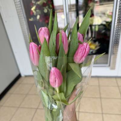 Bouquet of pink tulips wrapped in clear plastic