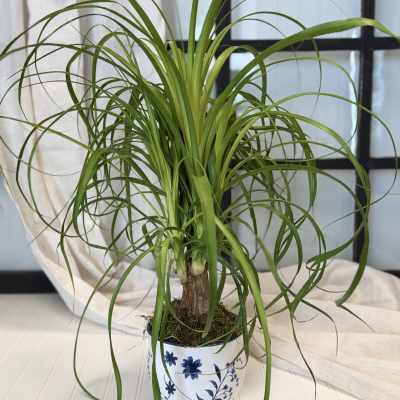 Potted ponytail palm in a white floral ceramic pot