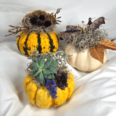 Autumn Pumpkin Trio