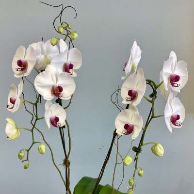White orchids with magenta centers in a white pot