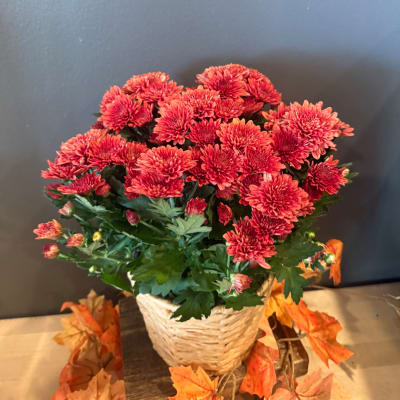Basket of red chrysanthemums with autumn leaf accents
