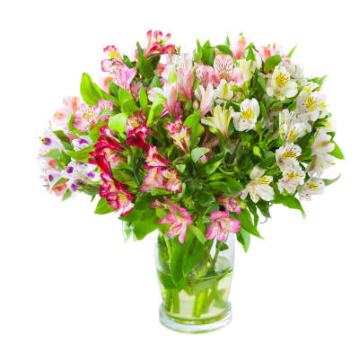 Alstroemeria Explosion (PP)