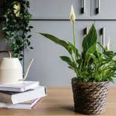 Potted peace lily in a woven basket on a table