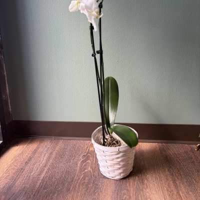 Potted white orchid in a woven basket planter