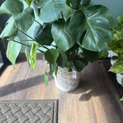 Potted monstera plant with large split green leaves