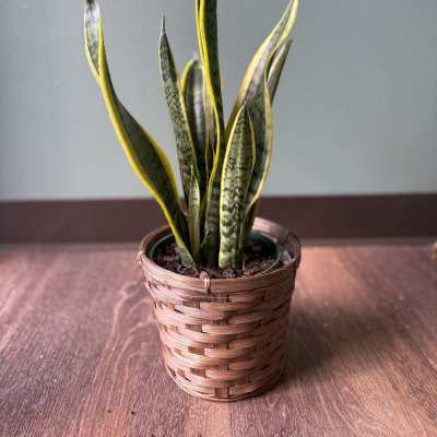 Potted snake plant in a woven basket planter