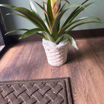 Potted bromeliad with a yellow flower spike in a woven basket
