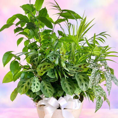 Mixed green houseplants in a white pot with a white ribbon