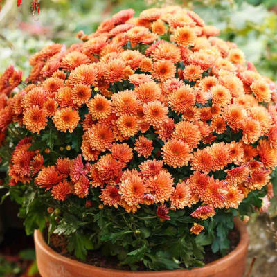 Orange chrysanthemum plant in a terracotta pot