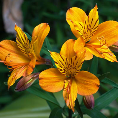 Orange alstroemeria flowers with dark streaks and green buds