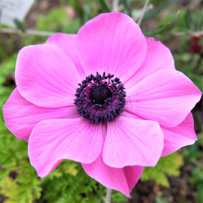Pink anemone flower with a dark center in close-up
