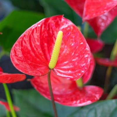 Close-up of red anthurium flowers with yellow spadices