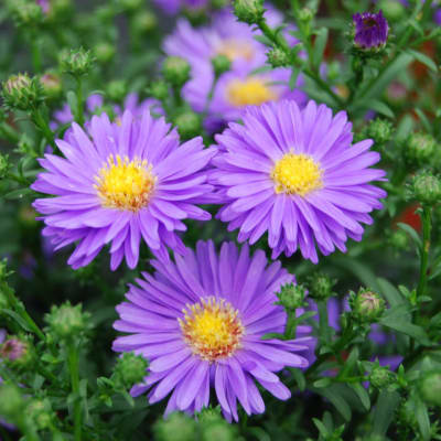 Purple daisy-like flowers with yellow centers in a close-up cluster
