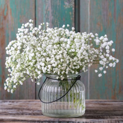 White baby's breath in a clear ribbed glass vase with a black handle