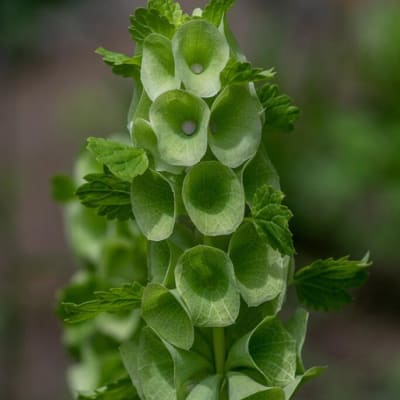Green bell-shaped flowers clustered on a tall stem