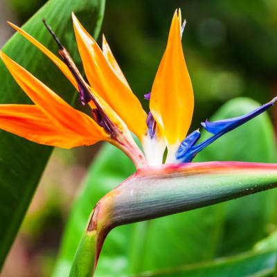 Bird of paradise flower with orange and blue petals against a blurred green background