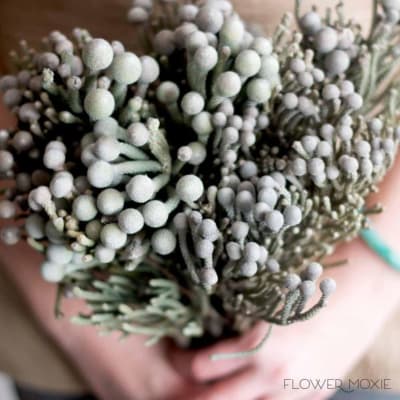 Handheld bouquet of pale gray berry-like stems