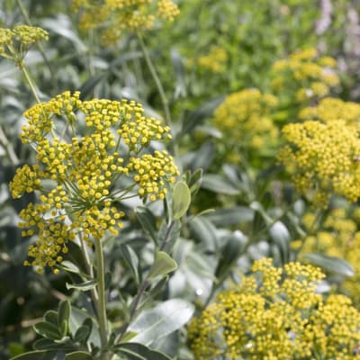 Yellow flower clusters among gray-green foliage in a garden setting