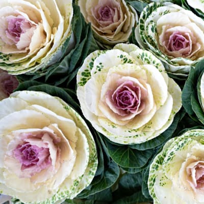Cluster of ornamental cabbages with cream, pink, and green centers