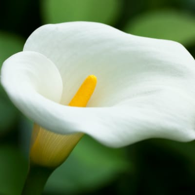 Close-up of a white calla lily with a yellow center
