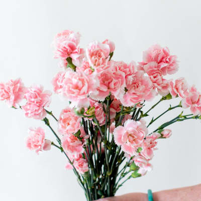 Pink carnations arranged in a loose bouquet against a white background