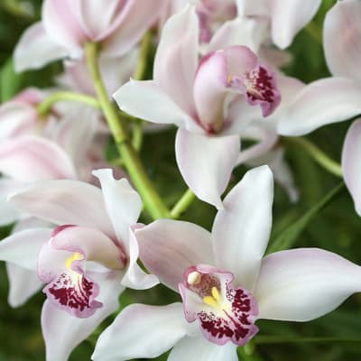 Close-up of pale pink and white orchids with dark pink centers