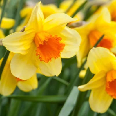 Yellow daffodils with orange centers in a close-up cluster