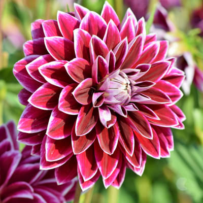 Close-up of a magenta and white dahlia bloom