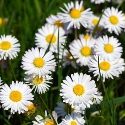 White daisies with yellow centers growing in grass