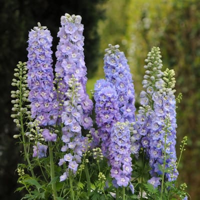 Tall lavender delphinium flowers in bloom outdoors