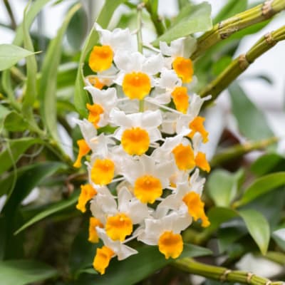 Cluster of white and yellow orchids on green stems