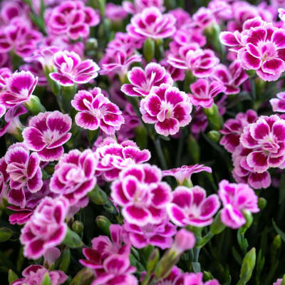Cluster of pink and white dianthus flowers in close-up