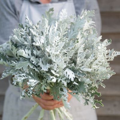 Handheld bouquet of silvery-white dusty miller foliage