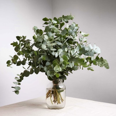Eucalyptus stems arranged in a clear glass vase on a table