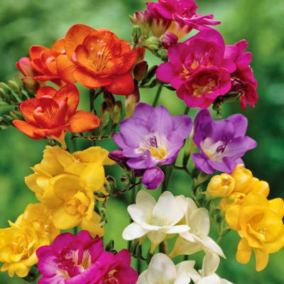 Cluster of colorful freesia flowers in orange, pink, purple, yellow, and white