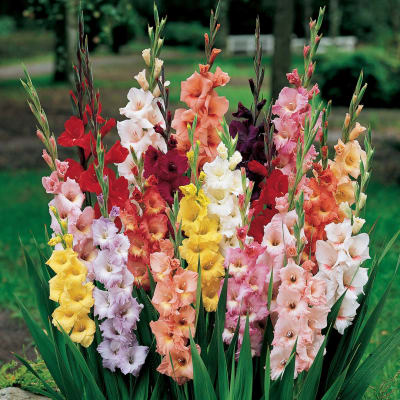Colorful gladiolus flowers arranged outdoors in a dense cluster