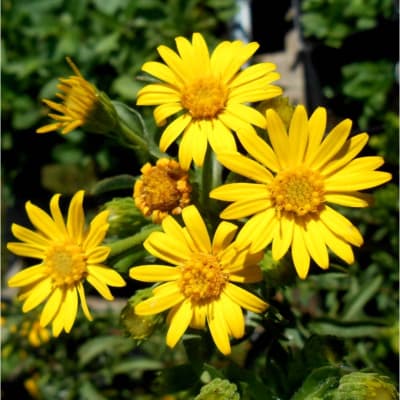Yellow daisy-like flowers blooming in a cluster