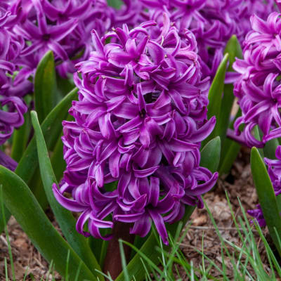 Purple hyacinth flowers growing in a garden bed