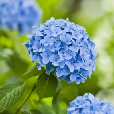 Blue hydrangea blooms on a green stem