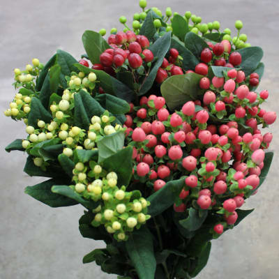 Clustered pink and yellow berry stems with dark green leaves
