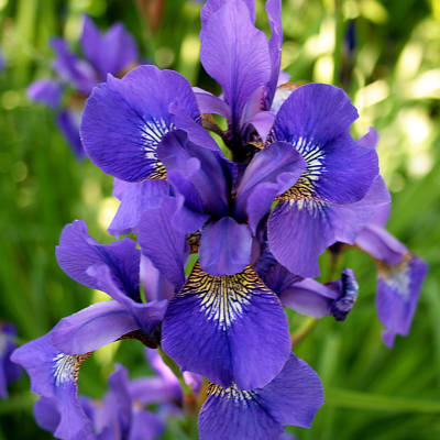 Close-up of purple iris flowers against a blurred green background