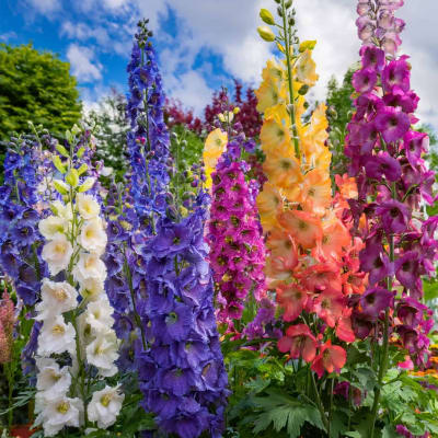 Tall spikes of colorful delphinium flowers in a garden