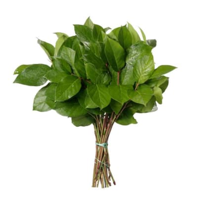 Bundle of green leafy stems tied together on a white background
