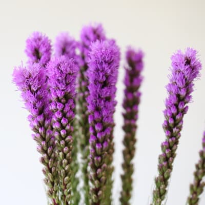 Purple flower spikes against a plain light background
