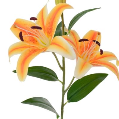Orange and white lily stem with green leaves on a white background