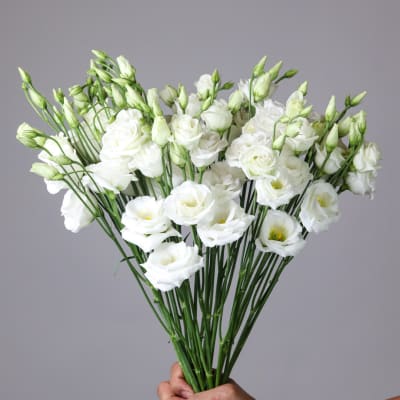 Handheld bouquet of white lisianthus flowers with green buds