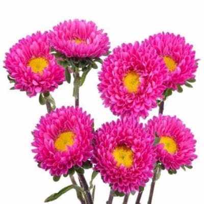 Cluster of bright pink daisy-like flowers with yellow centers