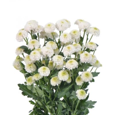 White pompon chrysanthemums with pale green centers and dark green foliage